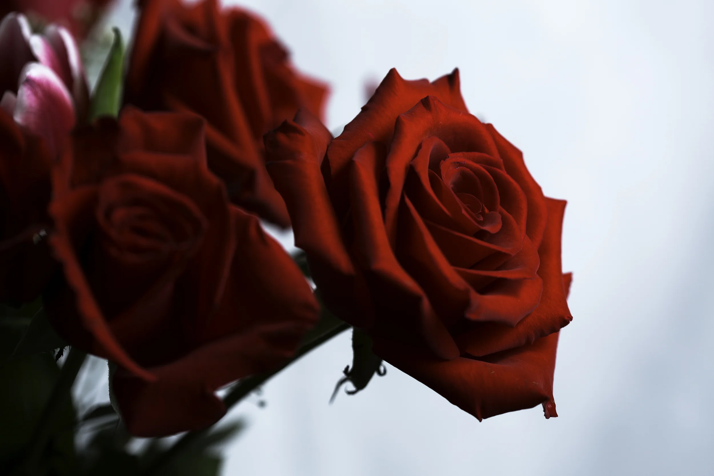 Red Rose (1 of 1).jpg