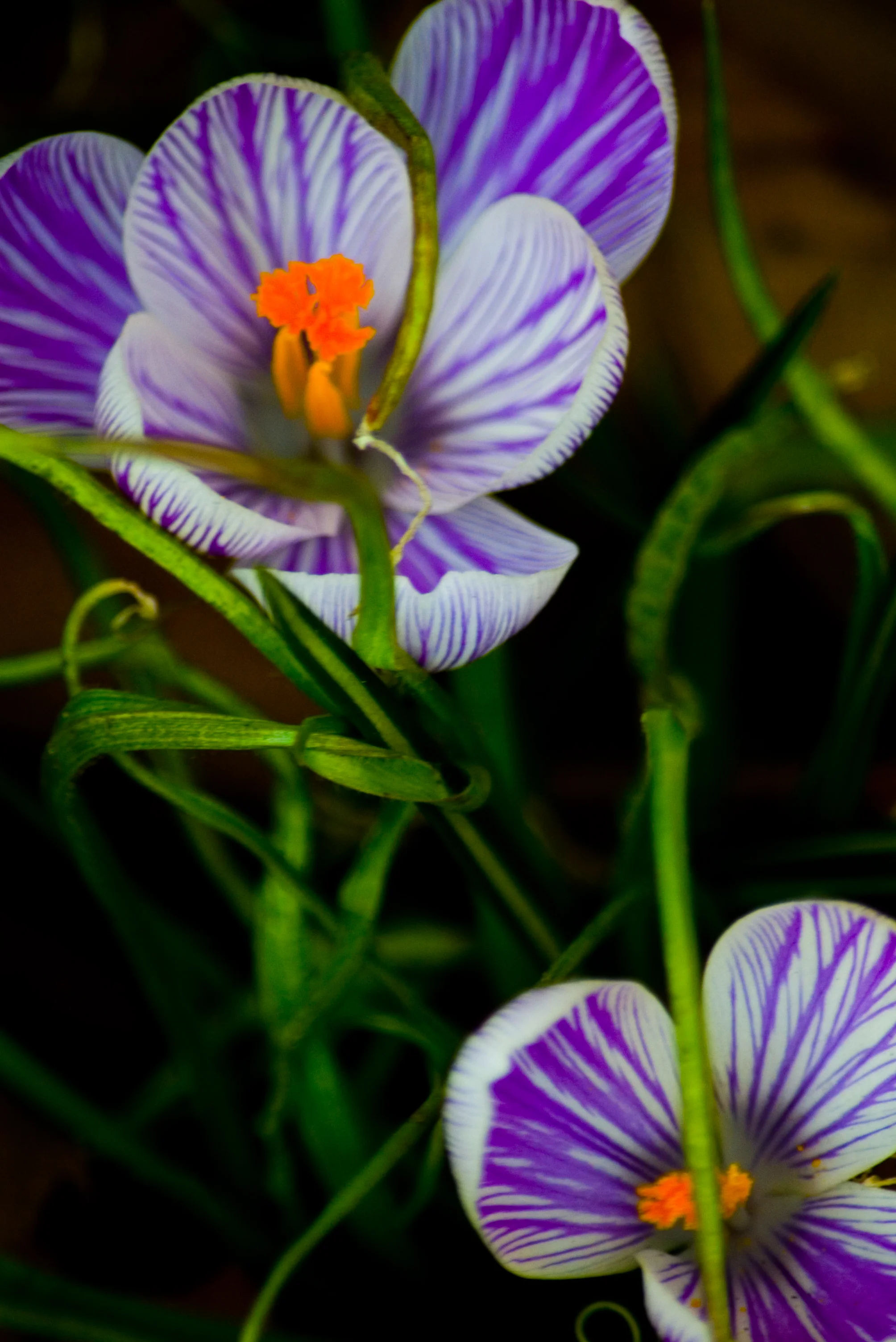 Crocuses in Spring