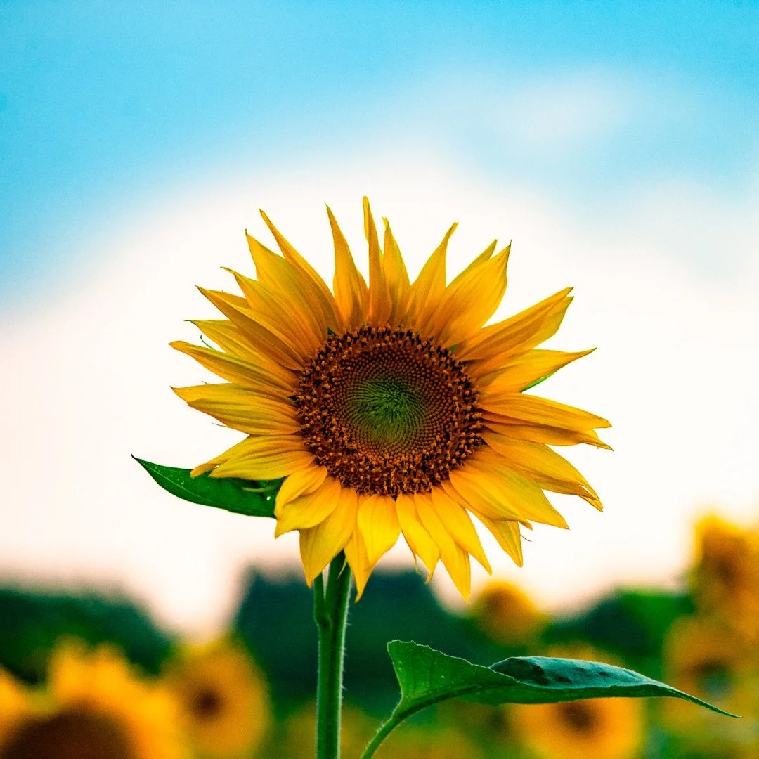 Lead Your Child With Love & Kindness