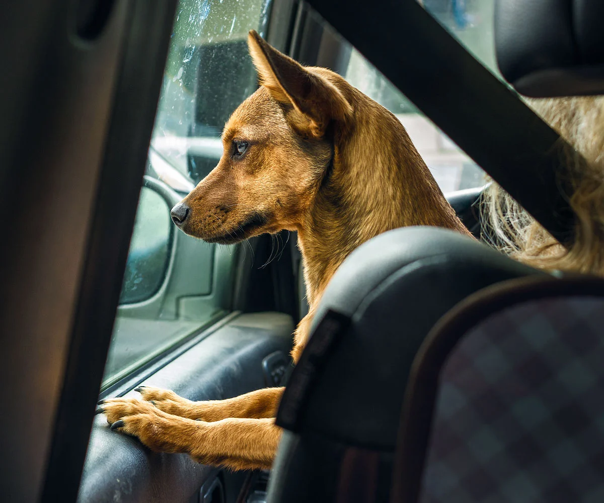 Dog goes for a ride, Big Bear, California.