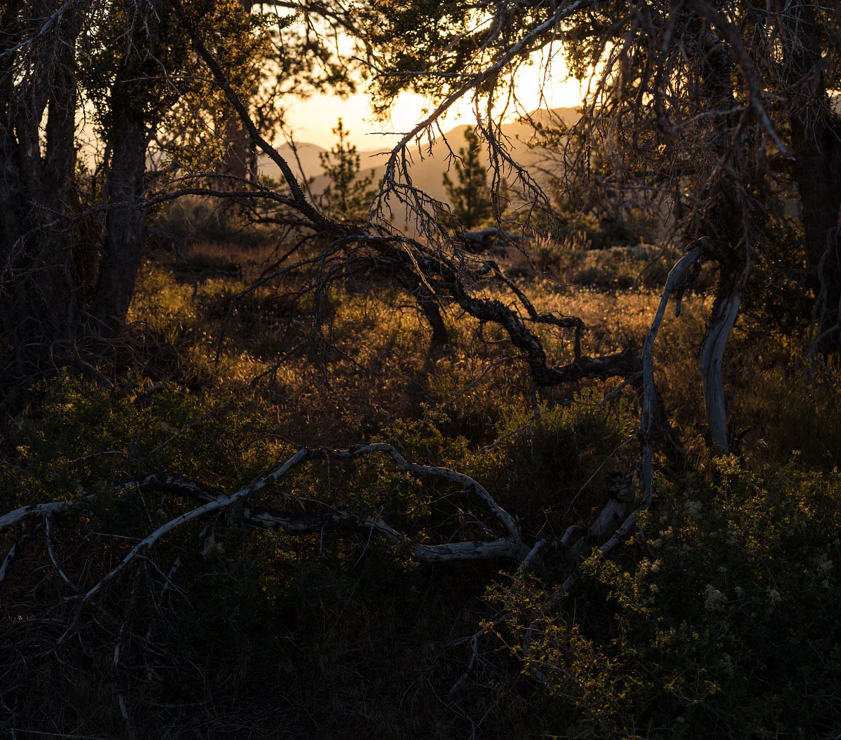 Scrub oak and setting sun, the colors of California.