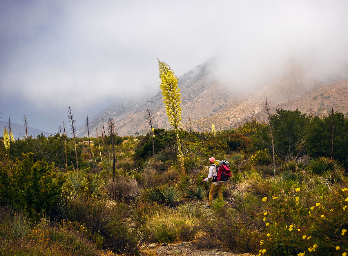Adam admiring an agave bloom, mile ~347.
