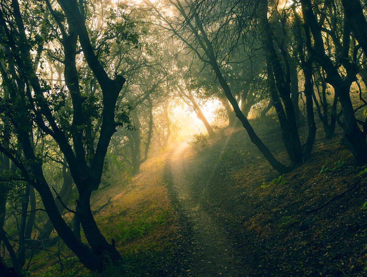 Shafts of light penetrate the deep scrub on a misty morning, mile 464.