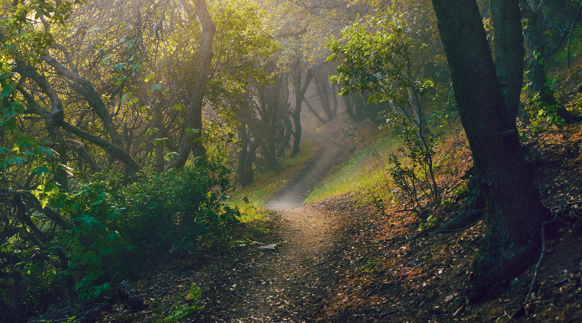 A foggy, mysterious trail, mile 464.