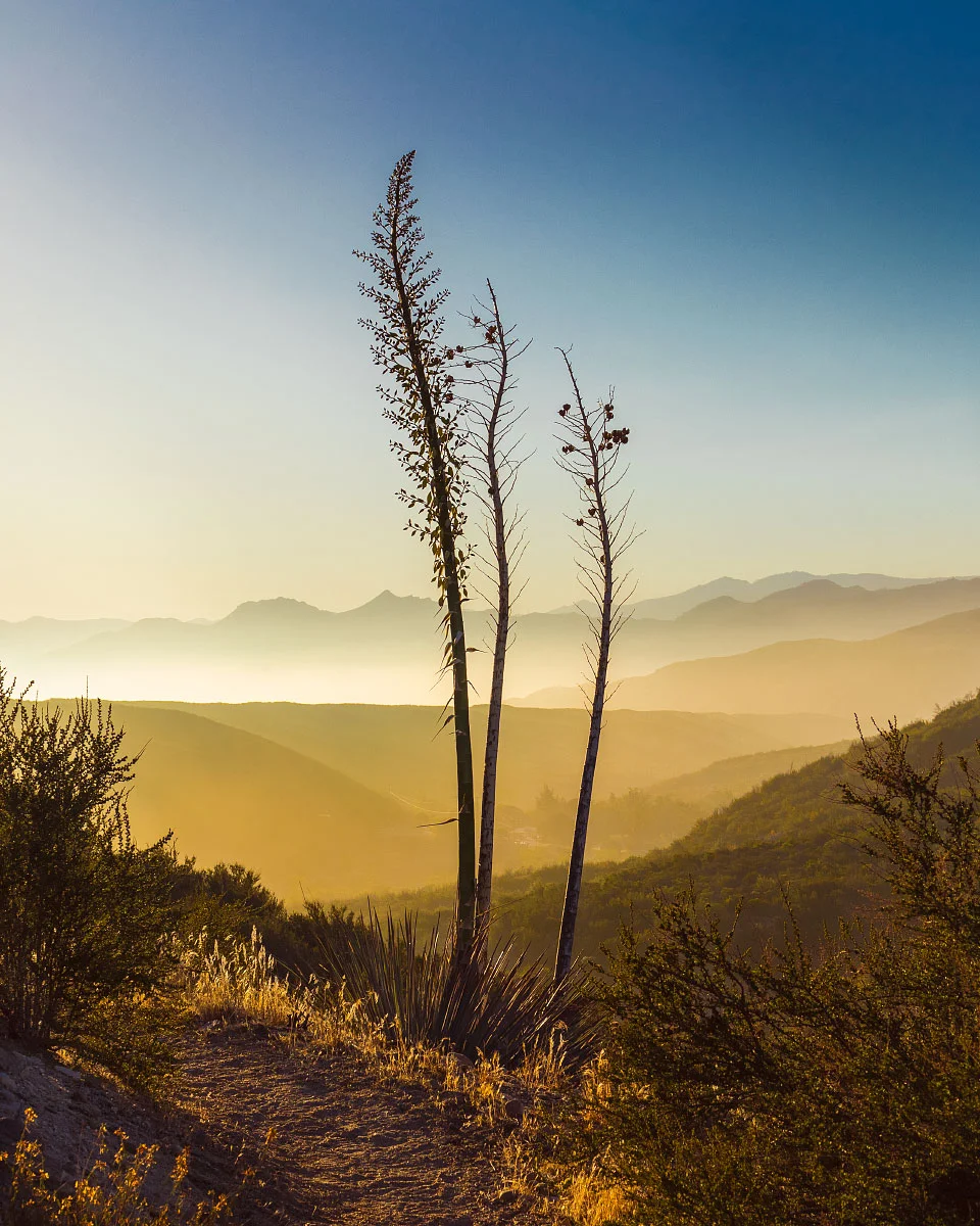 Agave plant sunrise, southern California, Pacific Crest Trail; 2018.