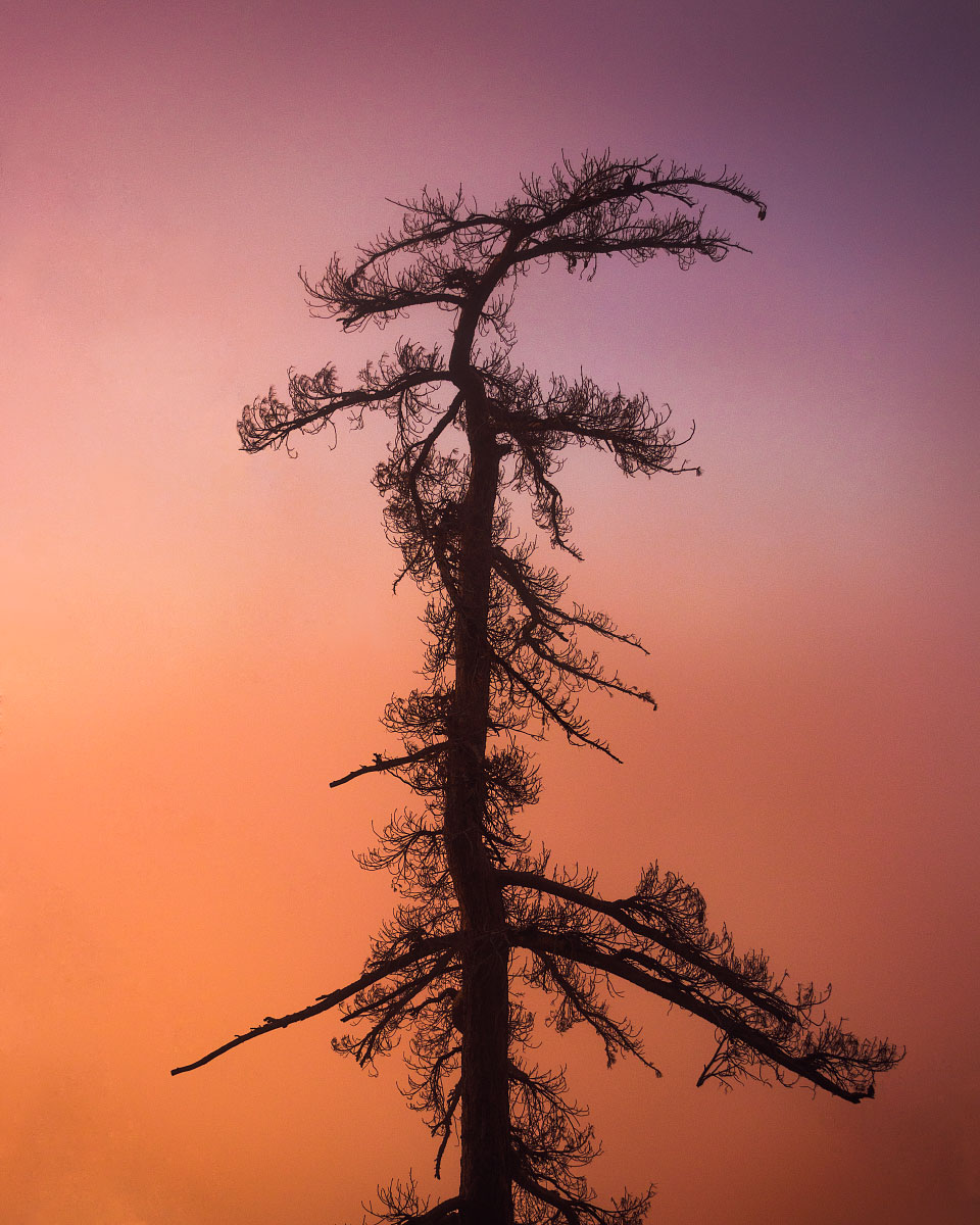 Sugar pine tree at dawn 