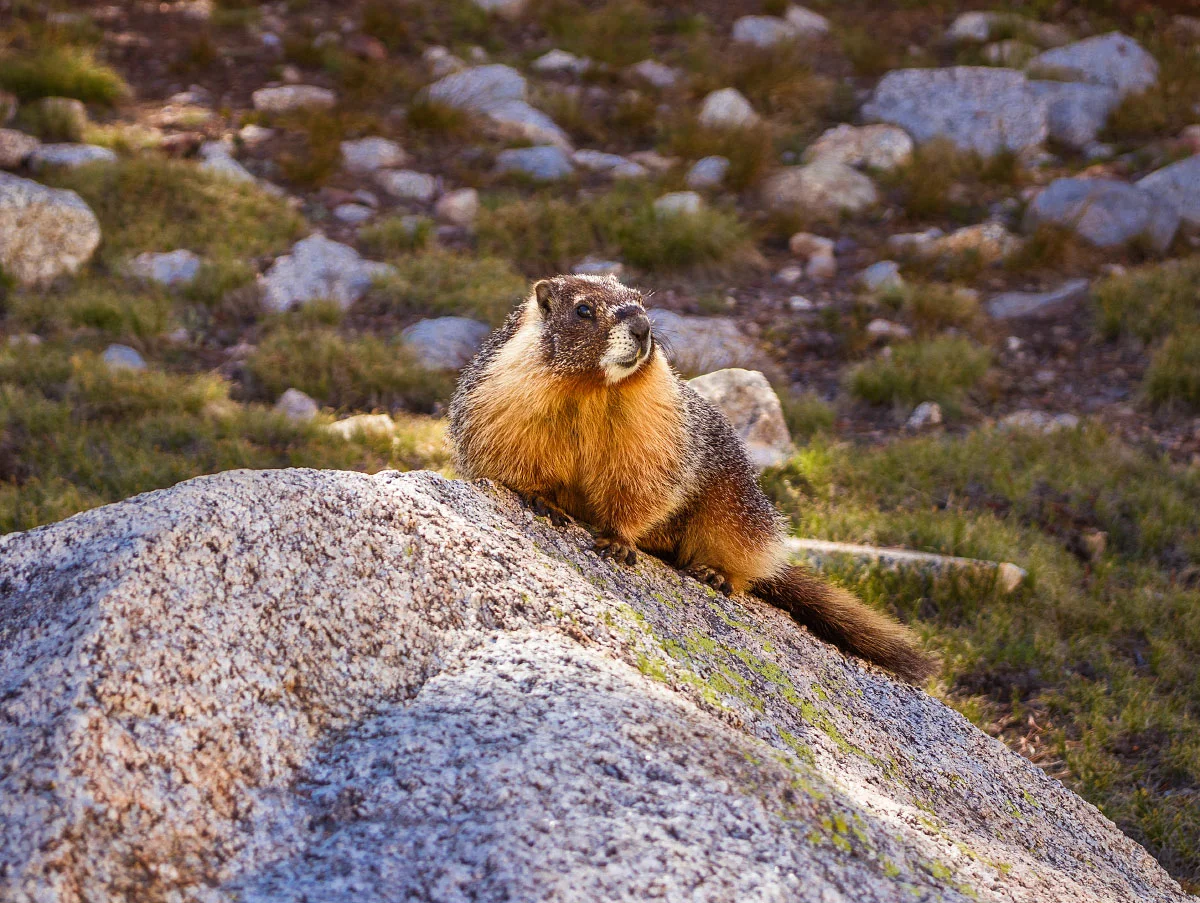 Marmota flaviventris , yellow-bellied marmot.