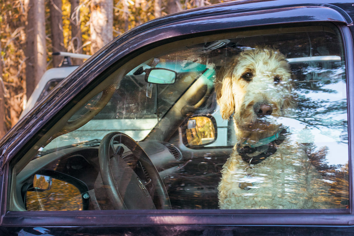 forlorn-dog-in-a-car.jpg