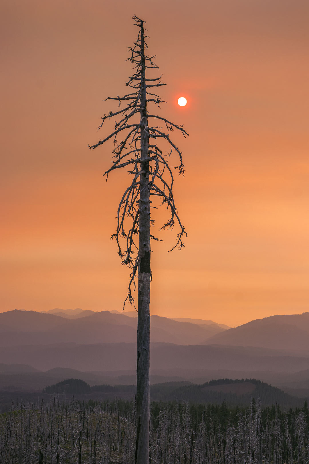 Dead tree under a smoky sky