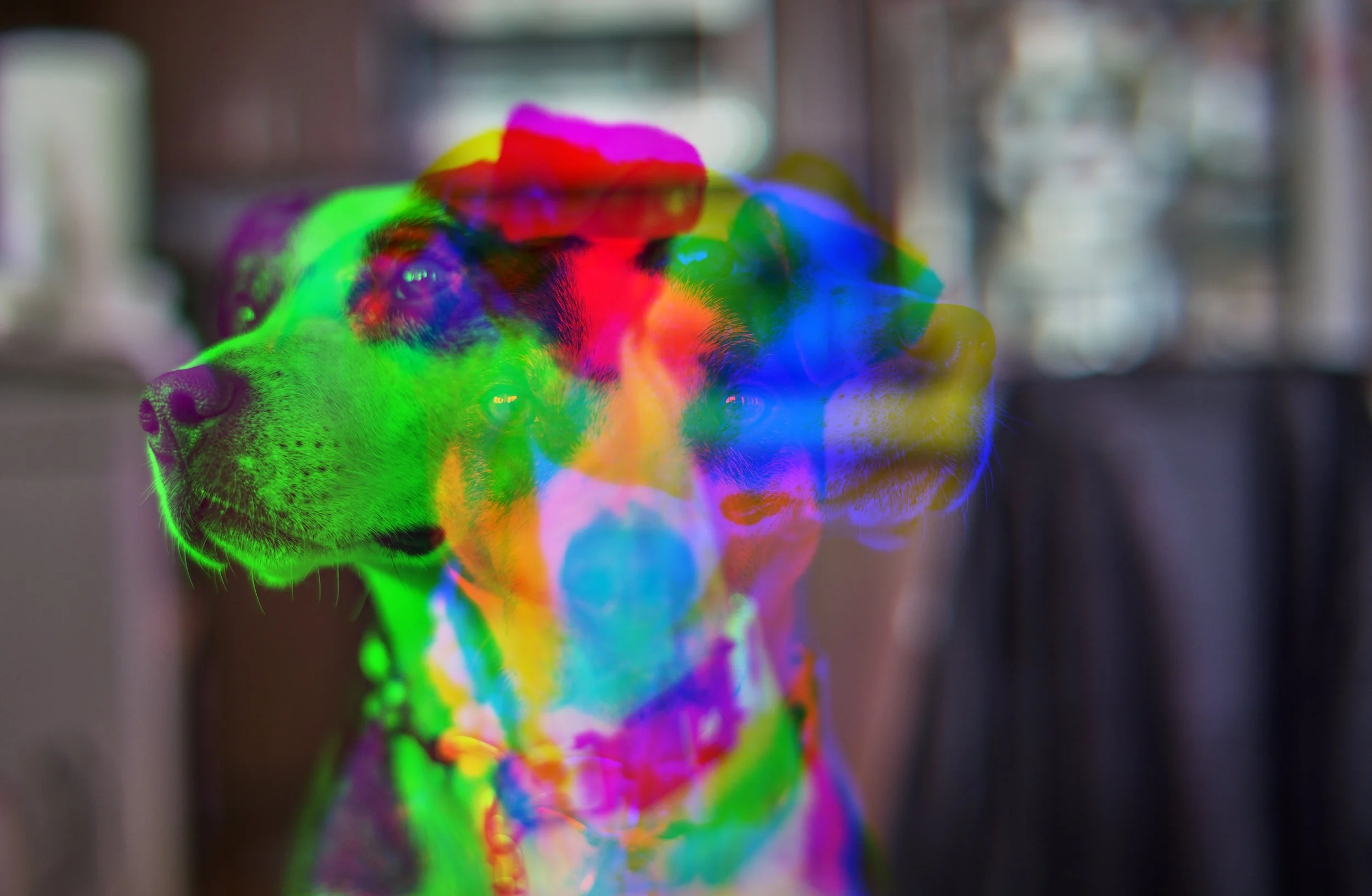 Mochi_Colorized_Wo_layers.jpg