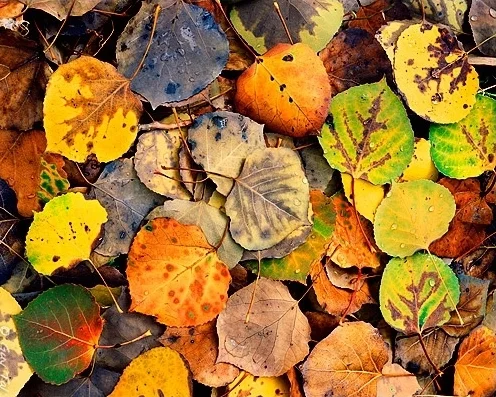 Aspen Leaves.jpg