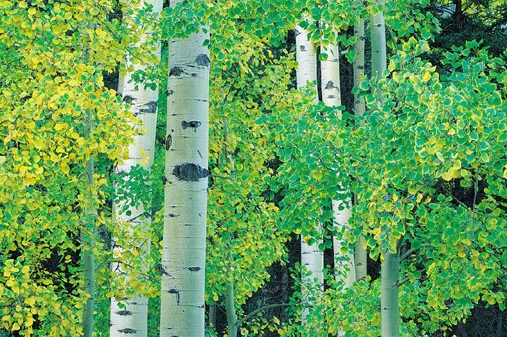 aspen-trees-green.jpg