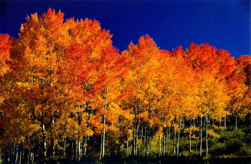 aspen_trees1.jpg