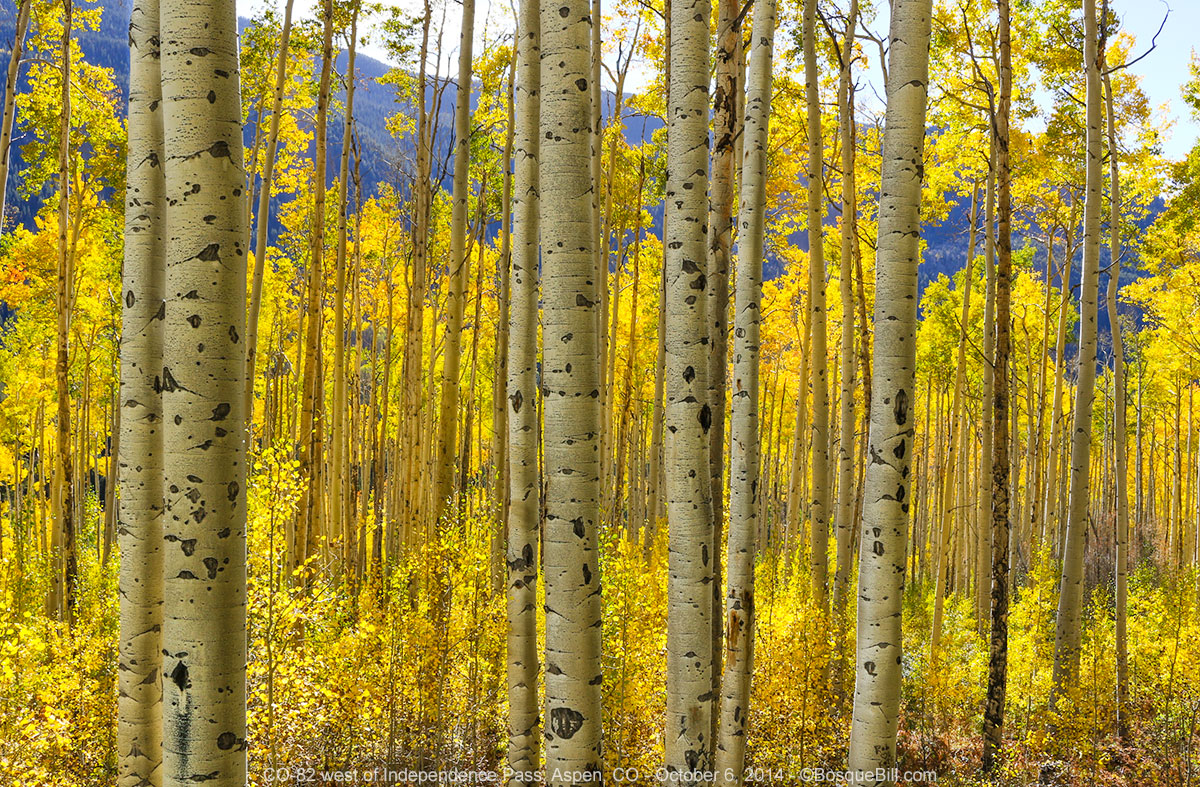 Aspen-grove_1200w-SL1_5156.jpg