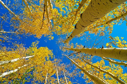 aspens.jpg