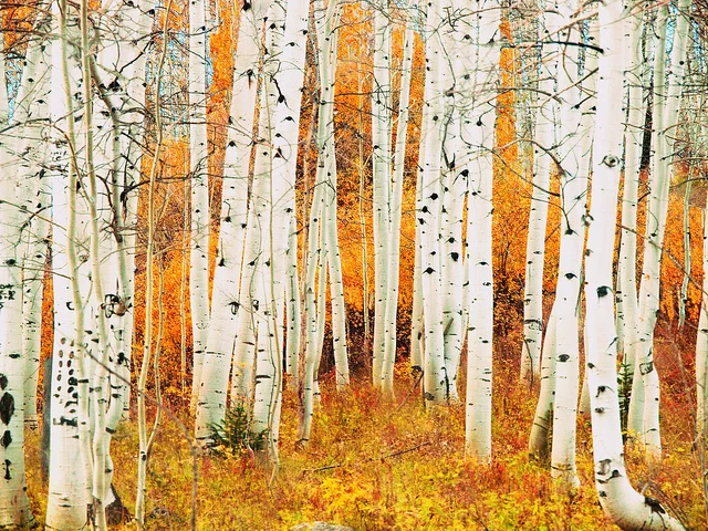 Aspens Awards.jpg