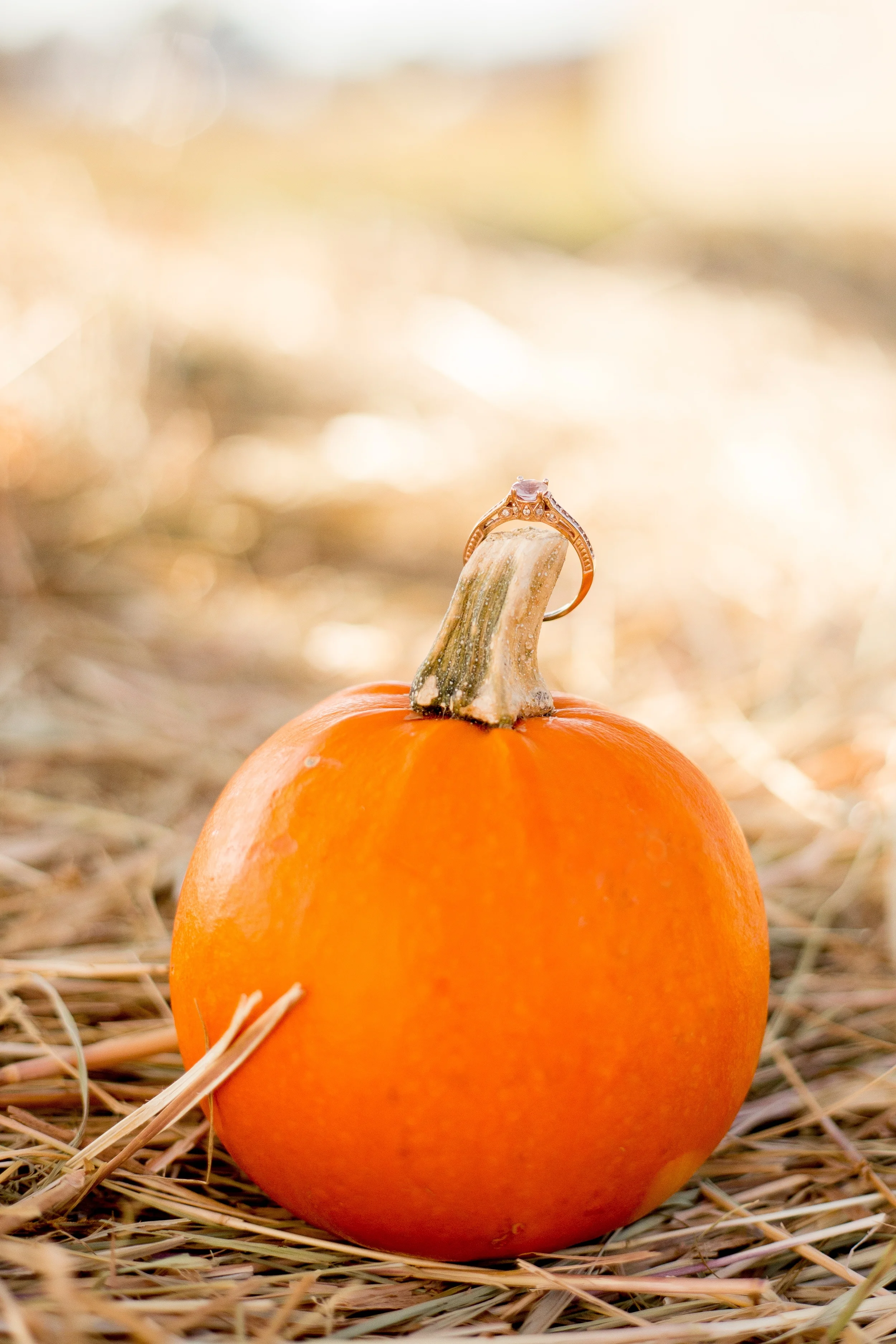 Stevens Family 2015-1748.2.JPG