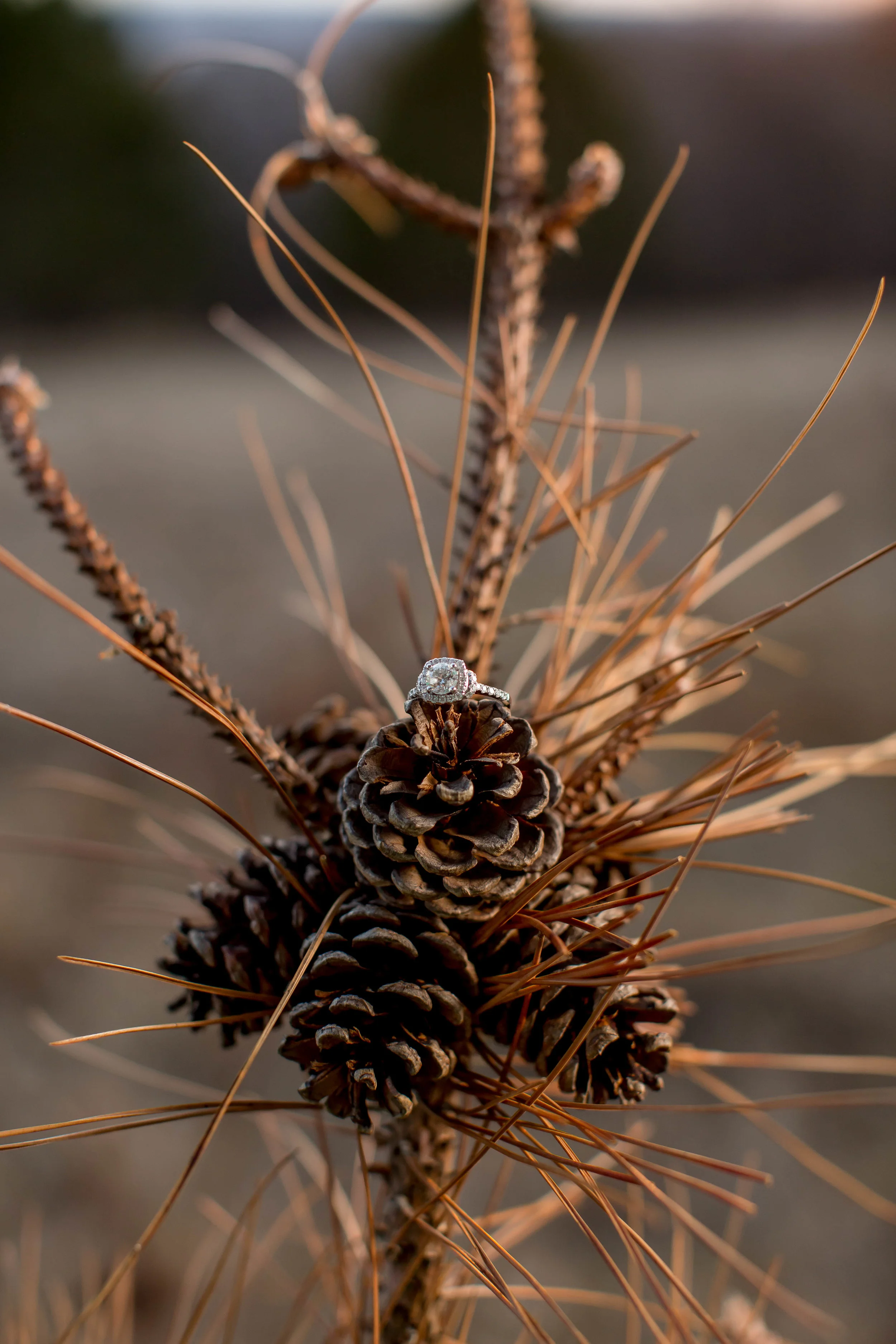 Chandra and Mark Engagement 2017-6549.jpg