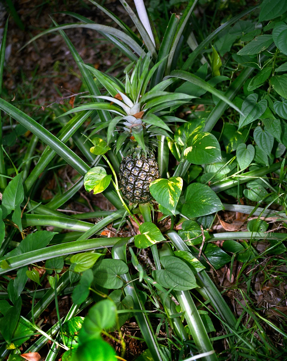 Green Pineapple © Adrain Chesser