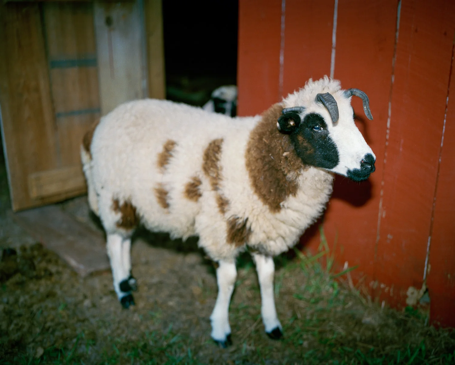 Ram © Adrain Chesser