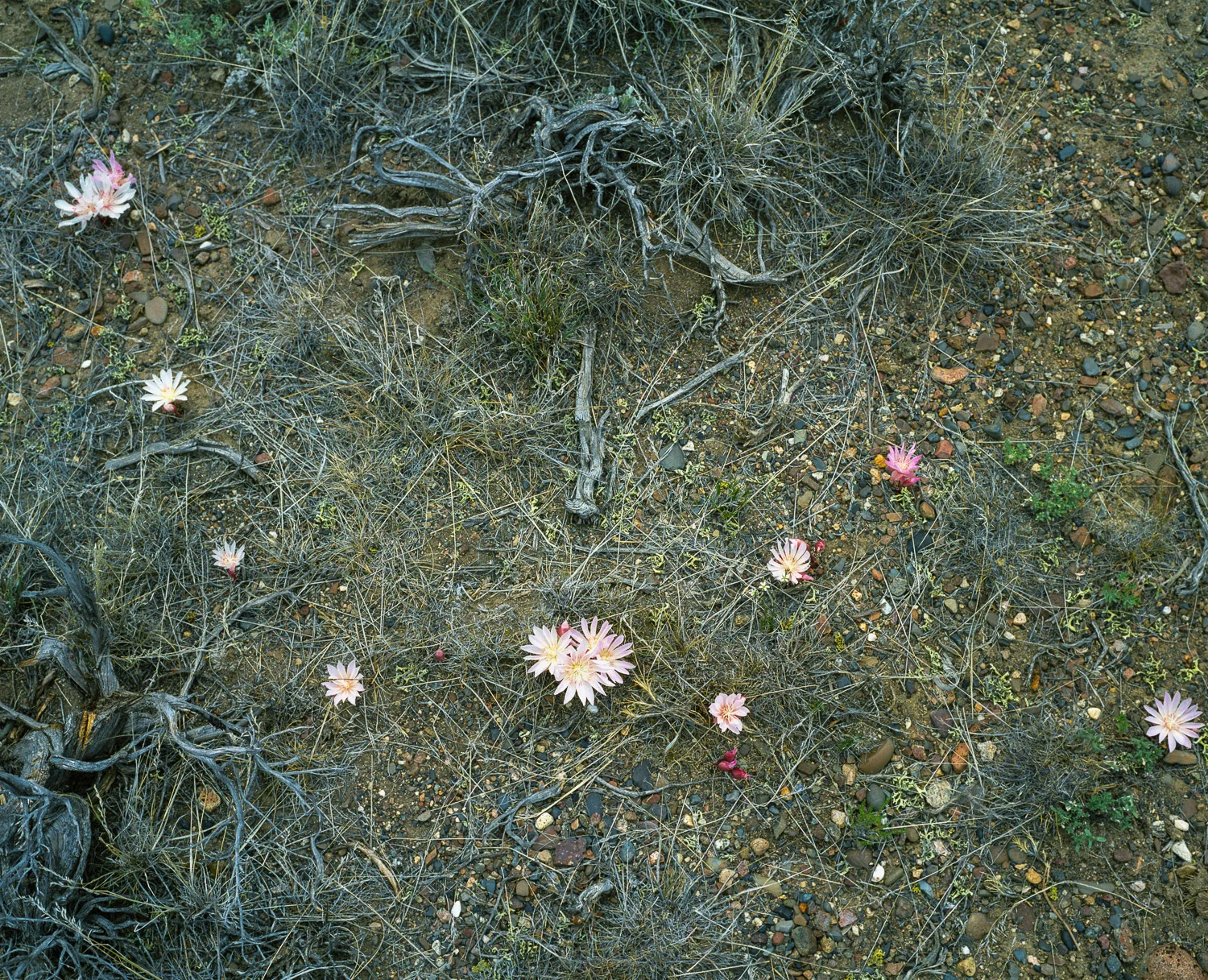 Bitter Root © Adrain Chesser
