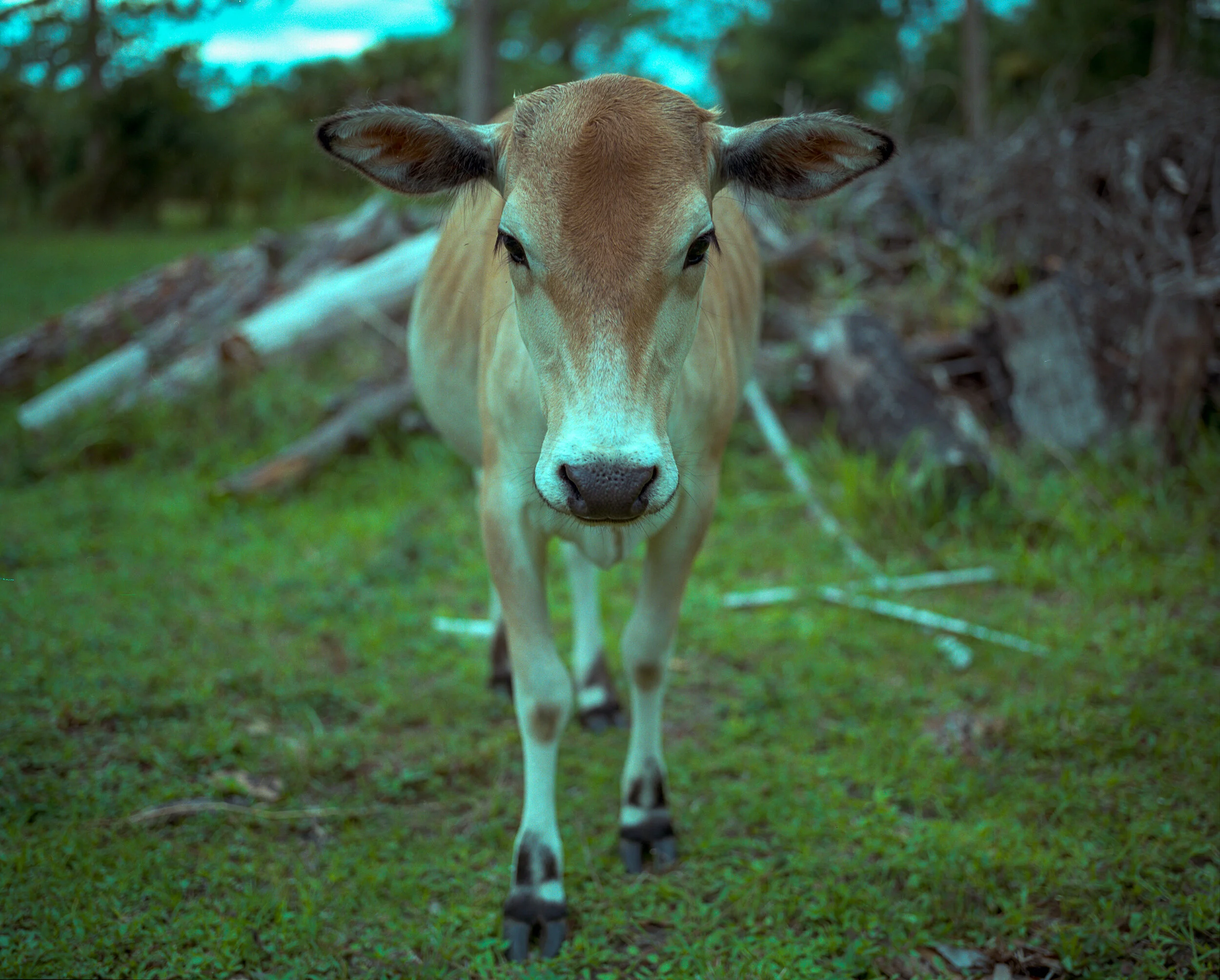 cow.jpg