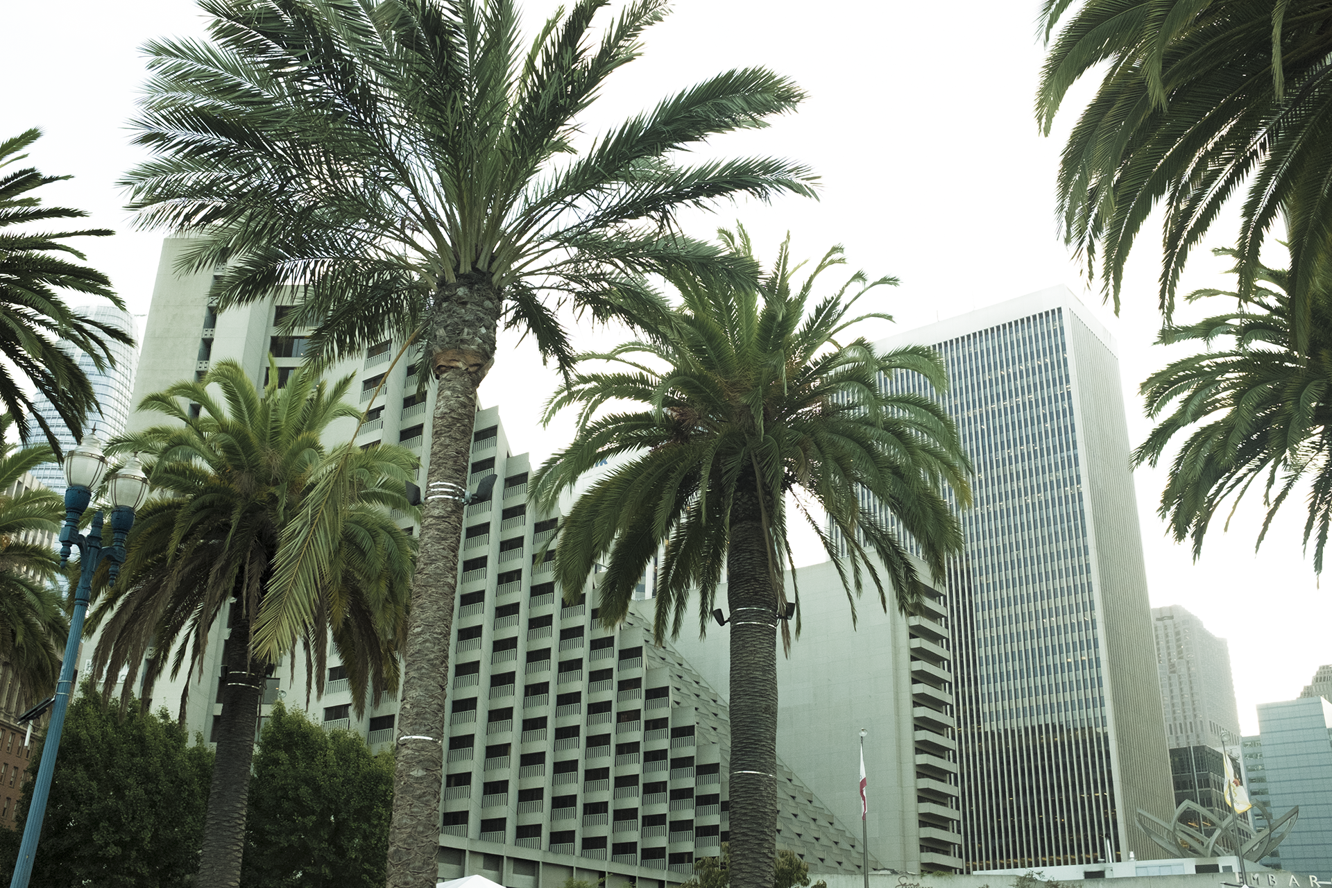 1_PALM.png