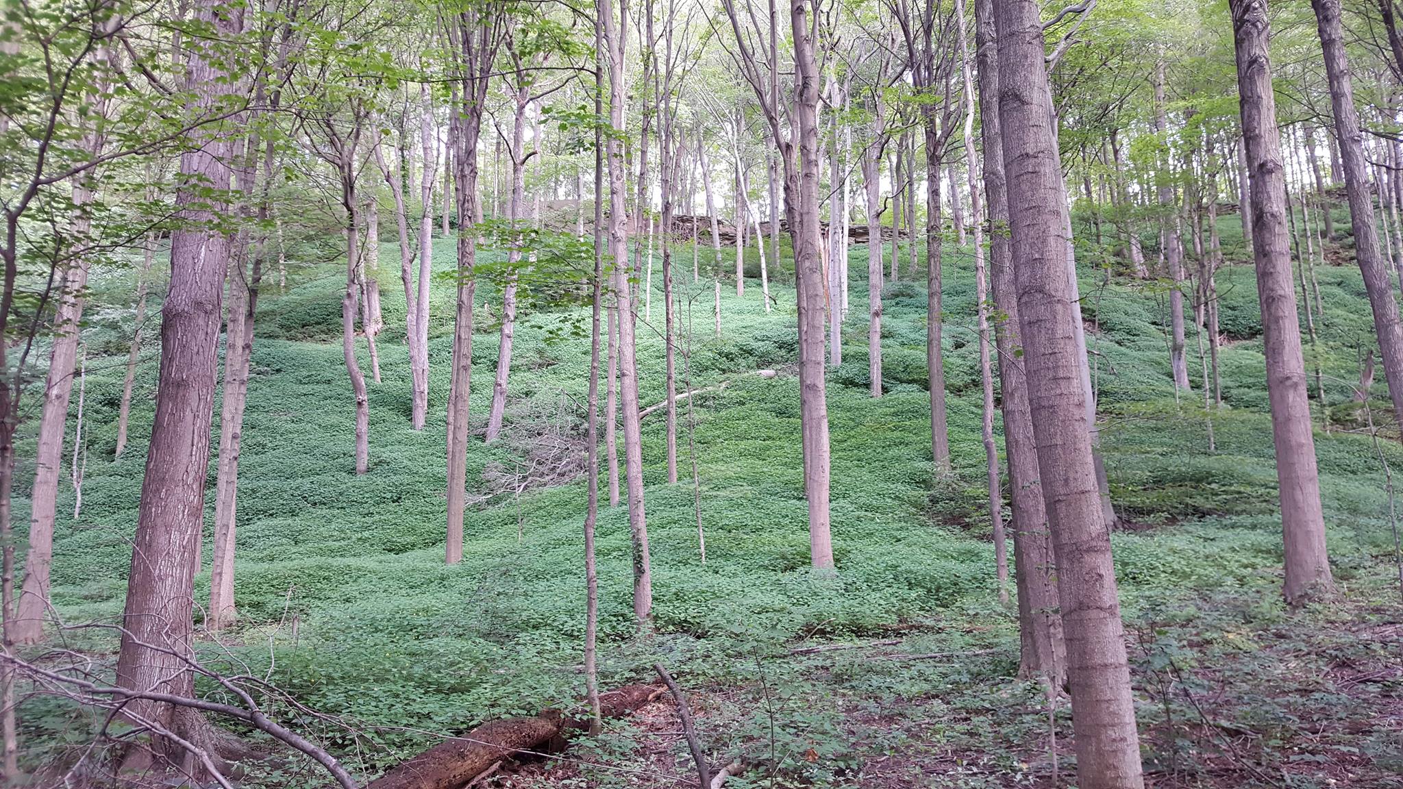 niagara-escarpment.jpg