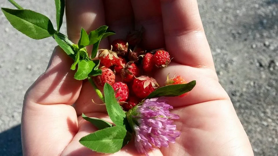 berriesnclover.jpg