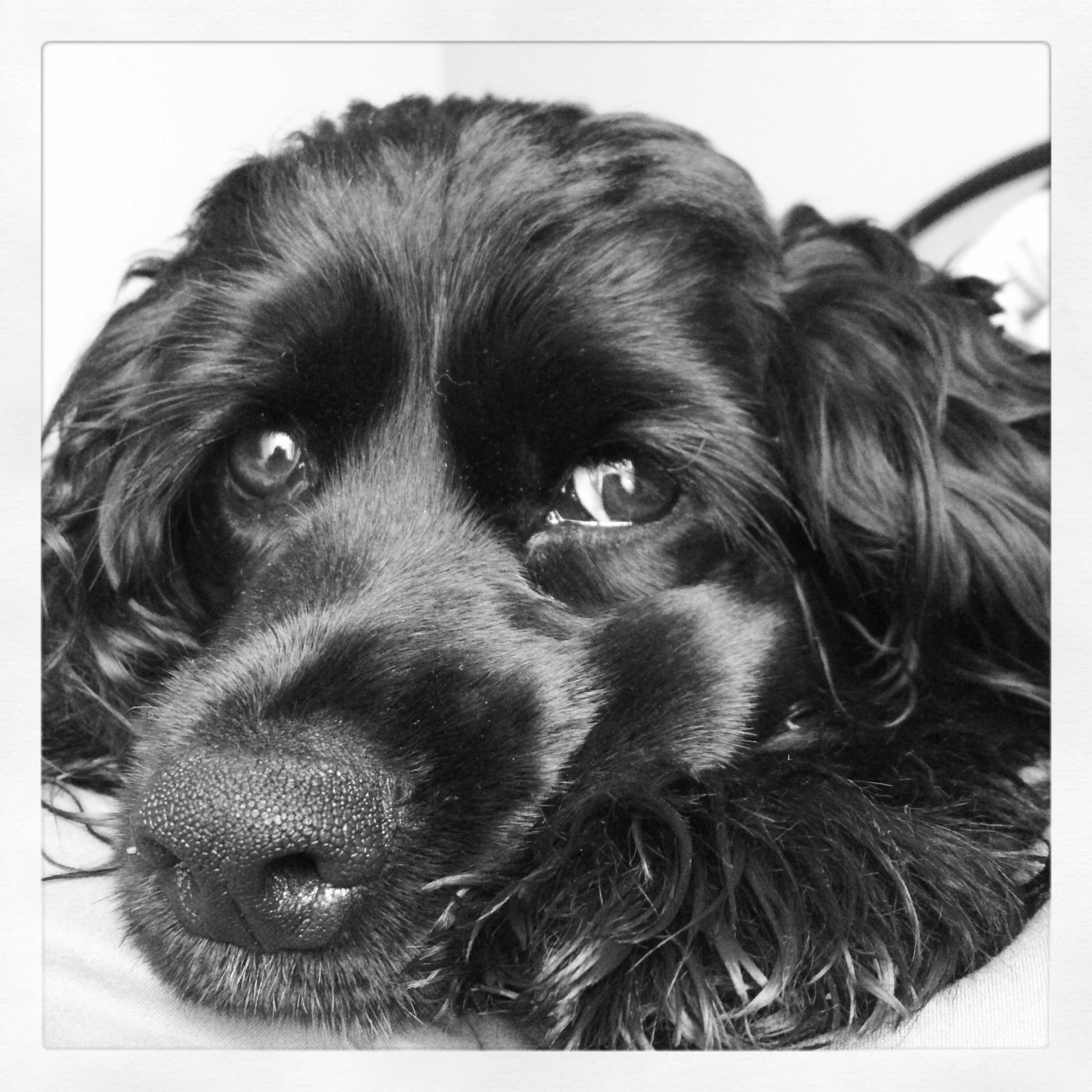 Nigel - The most awkward dog.