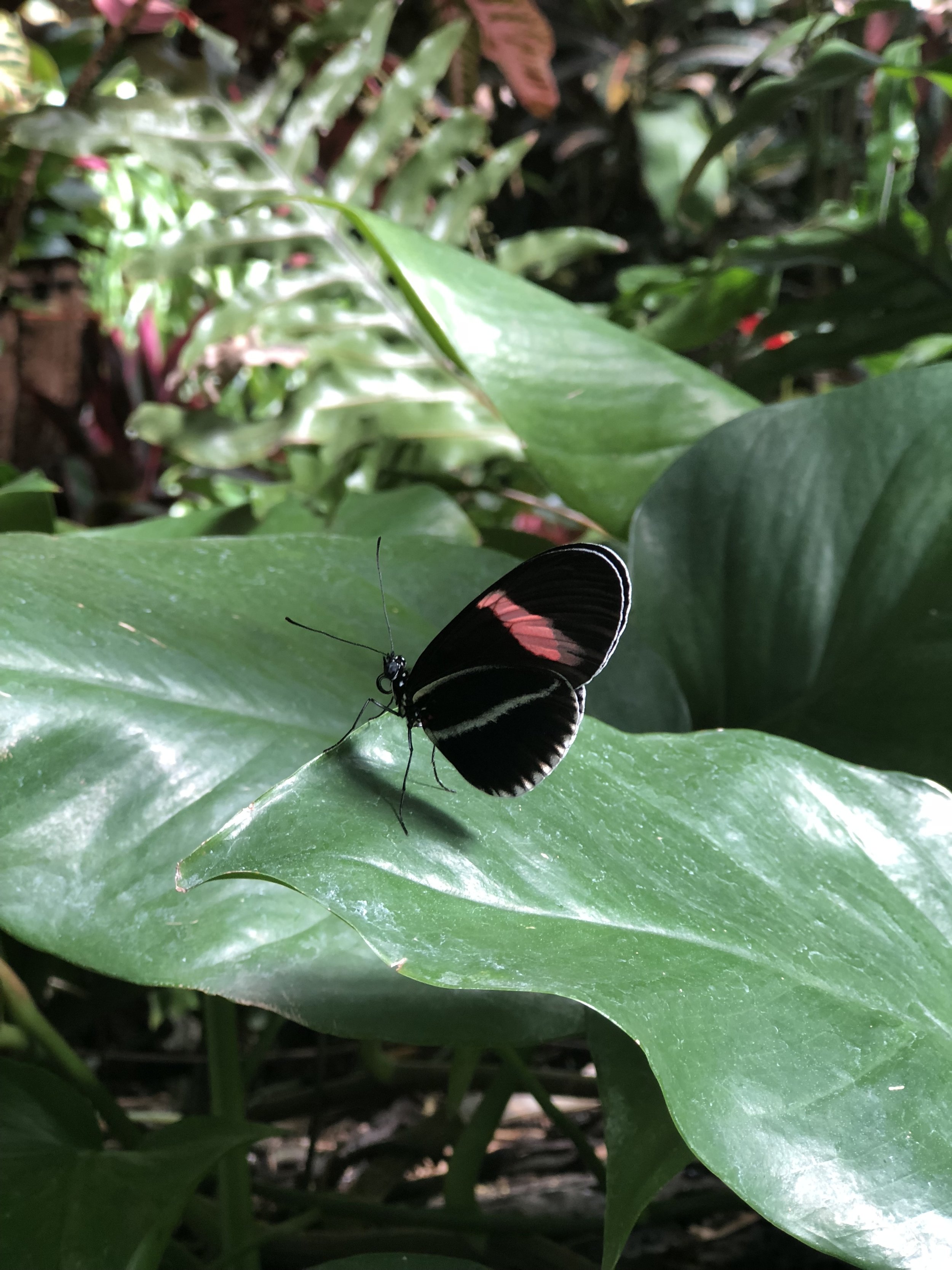 IMG_0947.jpeg