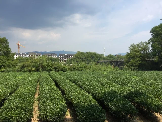 足足七小時的車程才來到武夷山