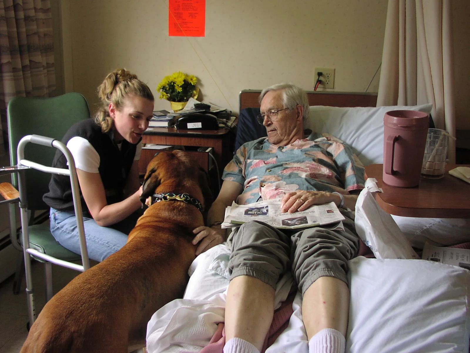 bullmastiff therapy dog