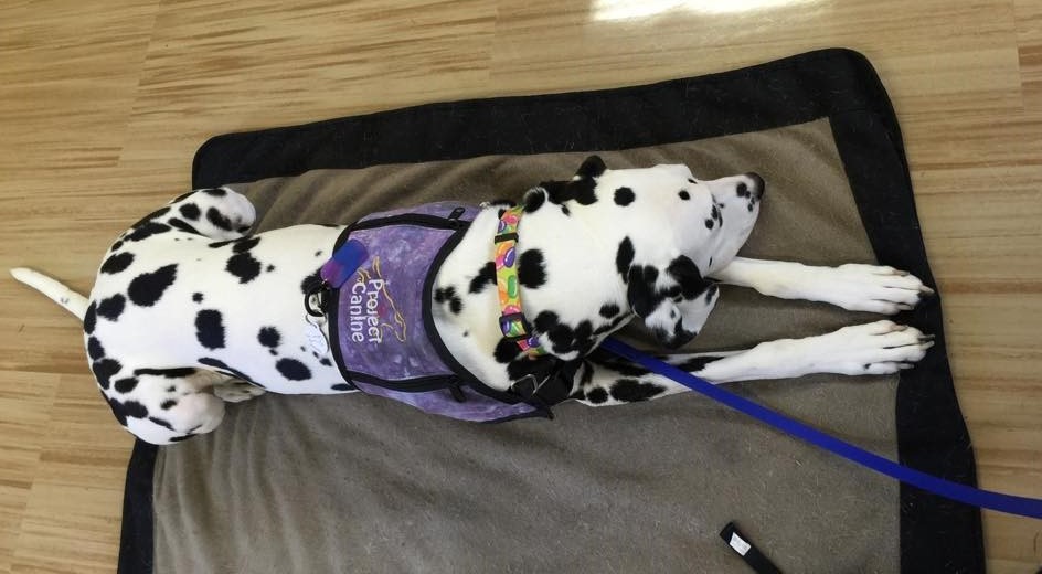 dalmatian therapy dog