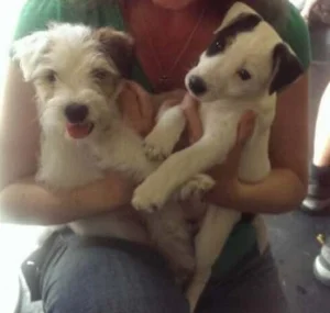 Tater Tot on the left, his brother Bonaparte on the right at age 6 weeks