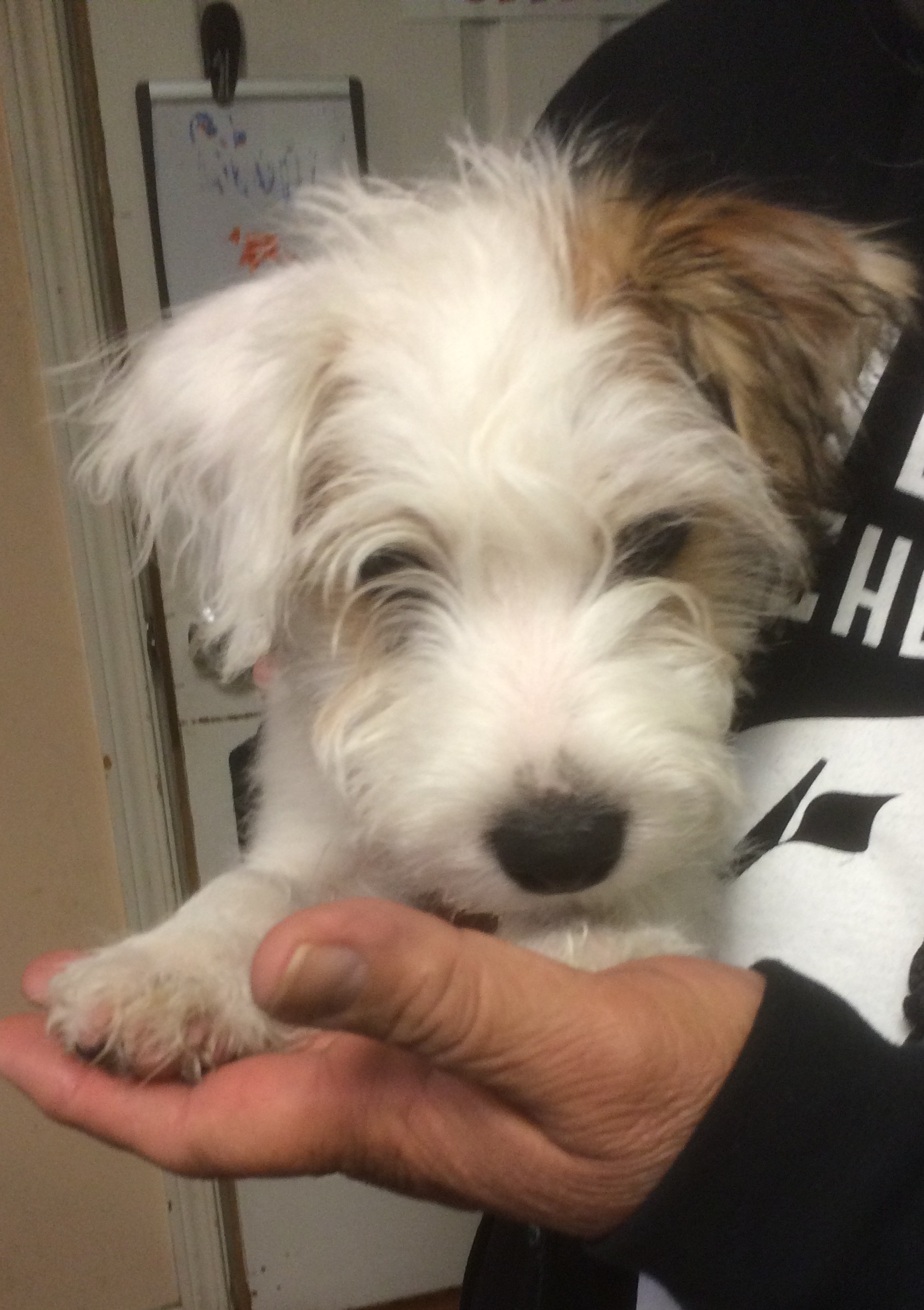 Tater Tot at 12 weeks old.