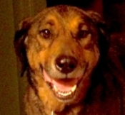 Project Canine therapy dog, Jake.