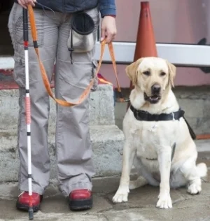 This is a classic service dog situation where a dog guide provides dedicated assistance to a person who is sight-impaired.