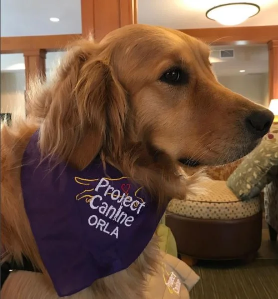 personalized therapy dog vest