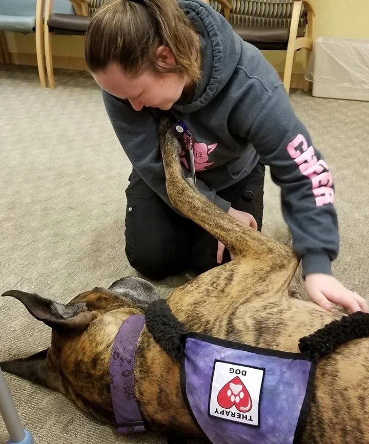 Therapy dog Tigger visits in a hospital waiting room. Tigger is a Great Dane.