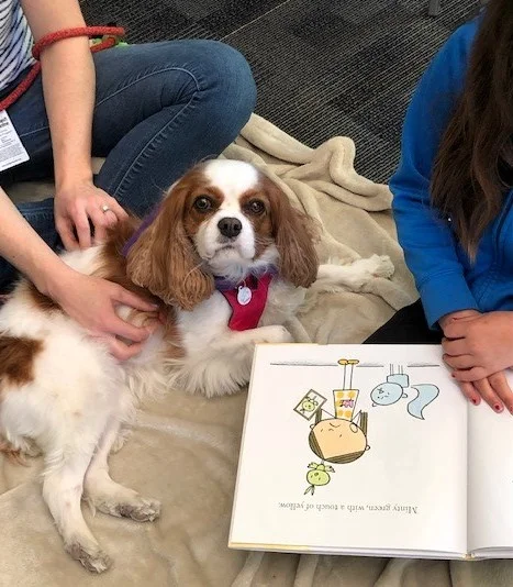 Therapy Dog Buster does a variety of visits including Bow Wows and Books. Buster is a Cavalier King Charles Spaniel.
