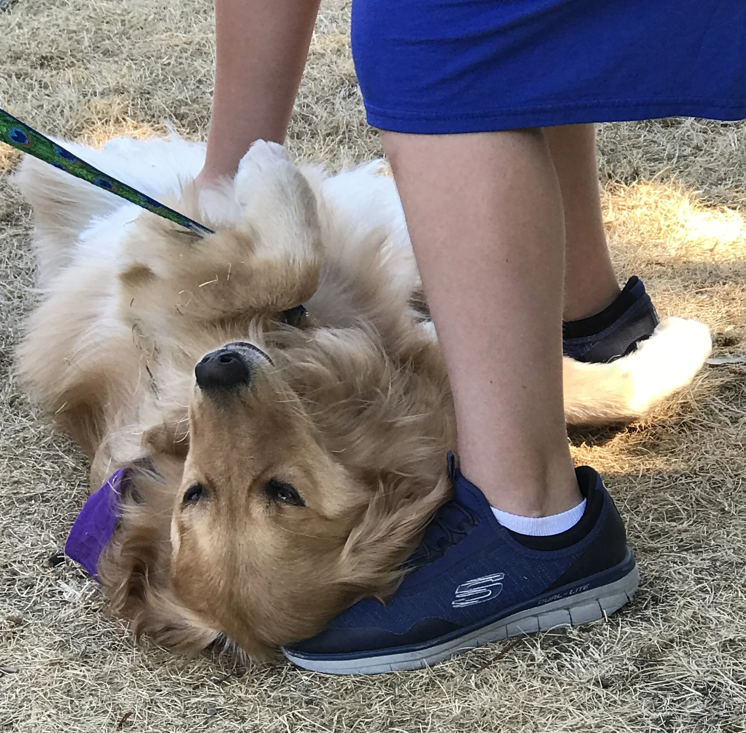 pomeranian therapy dog