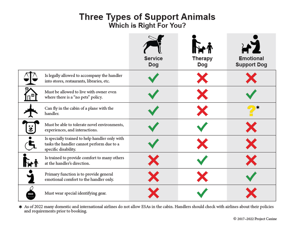 Are Only Dogs Service Animals