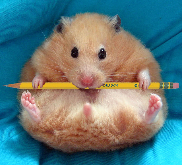 Episode 27: Going Full Hamster episode artwork