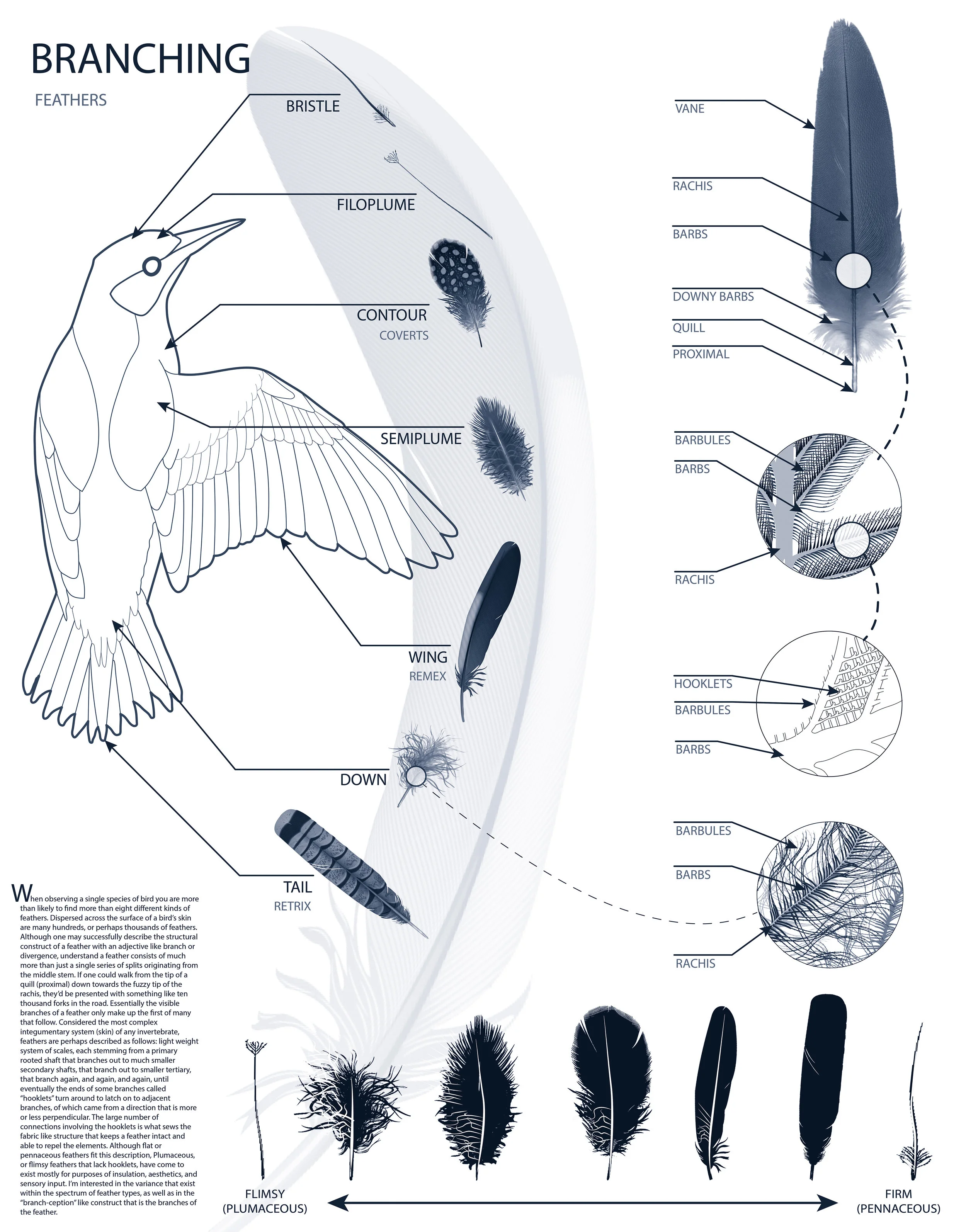 feather description.jpg