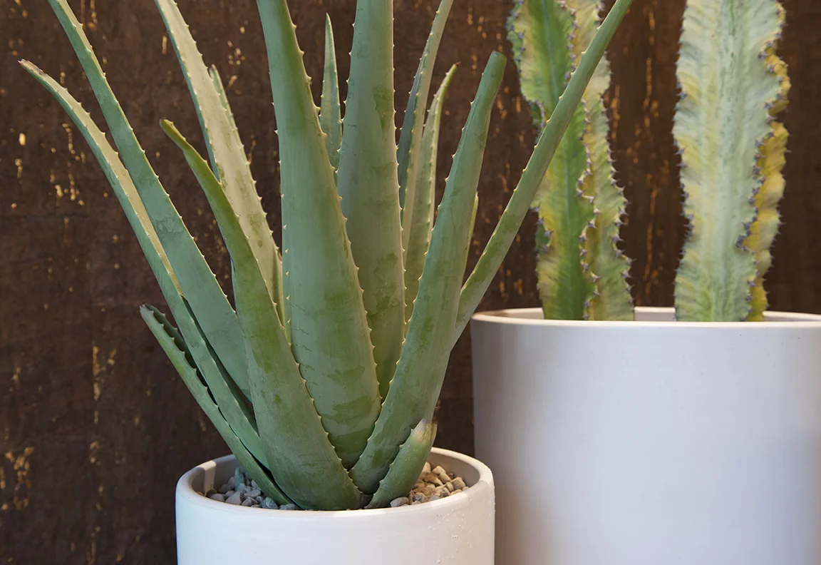 Pause_Detail(Cactus&CorkWall).jpg