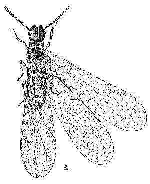 termite_swarmer_illustration.jpg