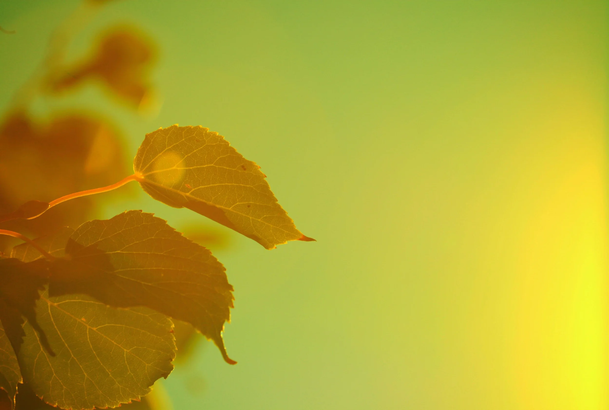 Header_HomePage_V2.jpg