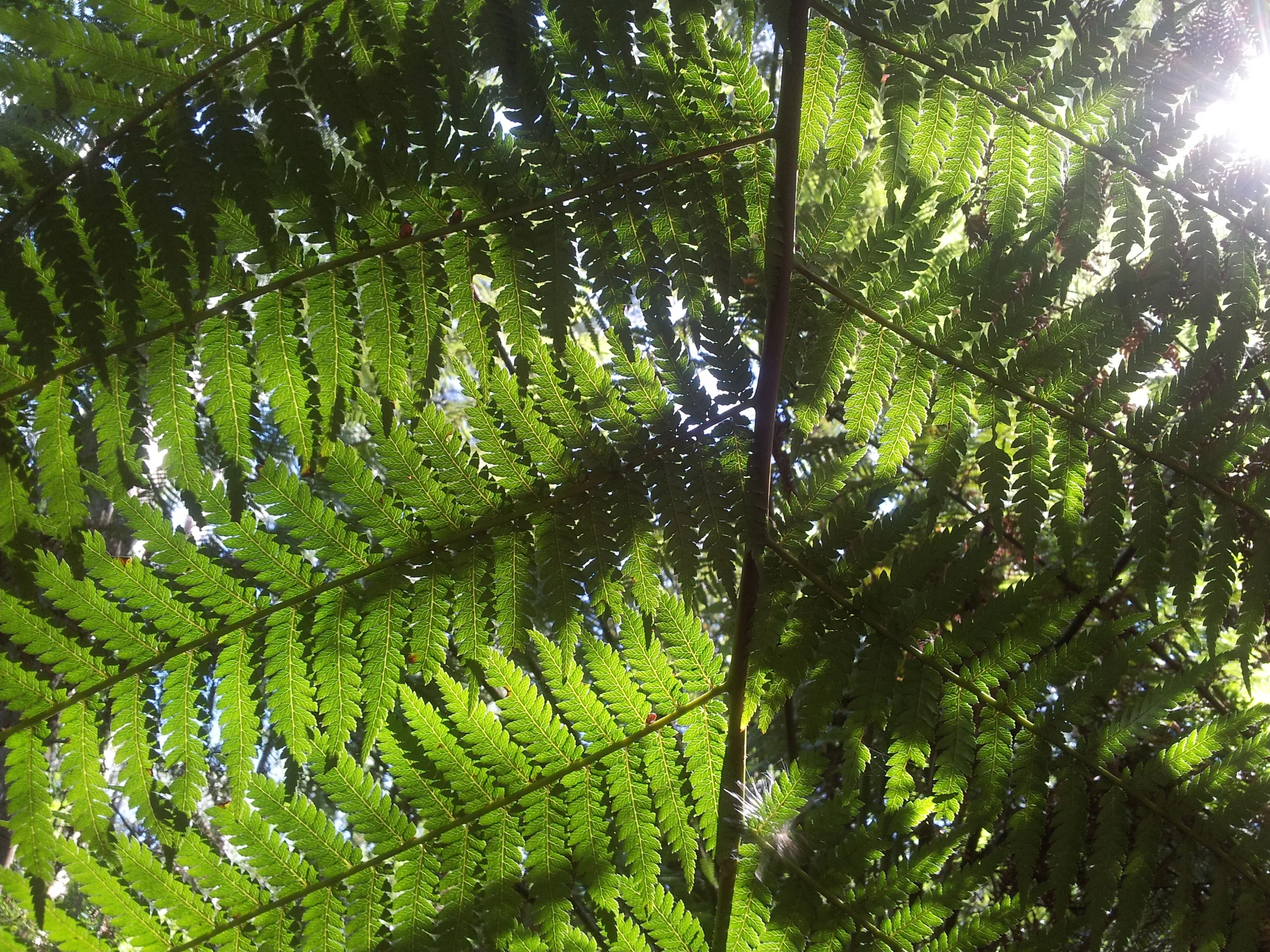 New Fern.jpg