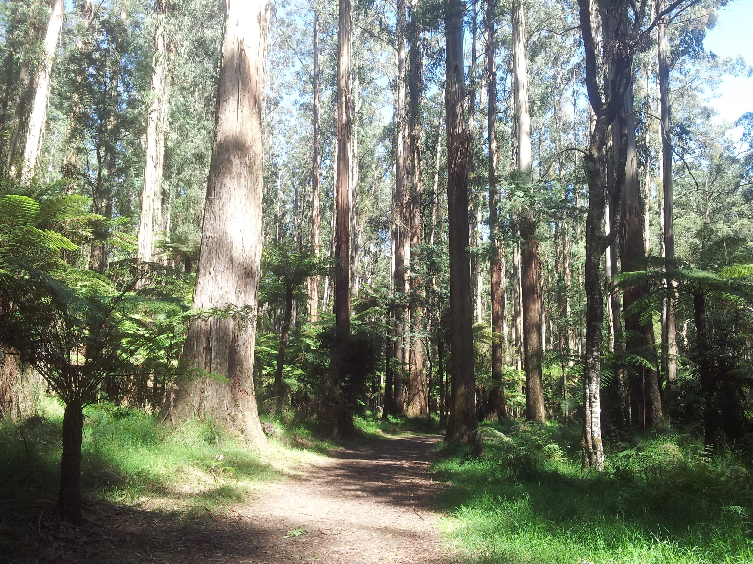 A relaxing walk in the majestic Eucalyptus and Fern Tree Forest